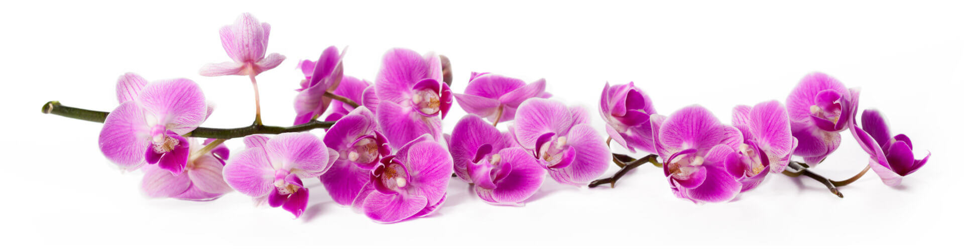 Acupuncture of Iowa Iowa City white orchid background