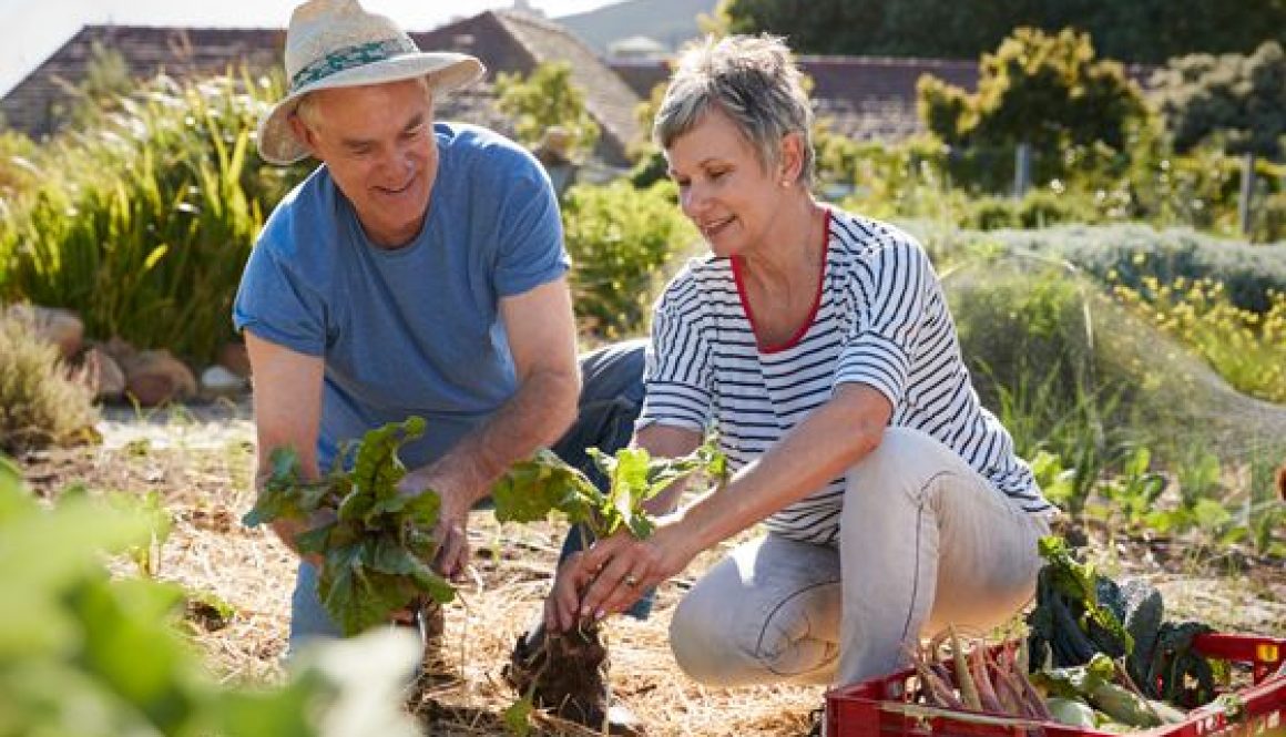 Two happy older people gardening outdoors because their joint pain was helped by acupuncture