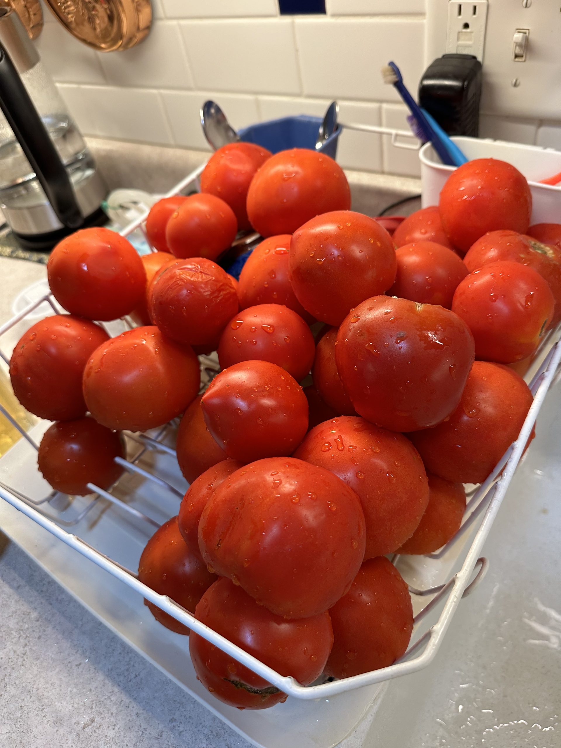 This year's harvest tomatoes in a draining rack