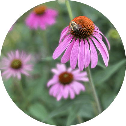 Acupuncture of Iowa Iowa City Participate Optimal Health Program background