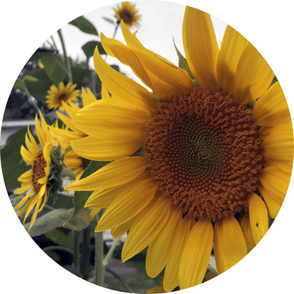 Acupuncture of Iowa Iowa City Participate Progress Program background