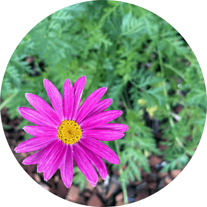 Acupuncture of Iowa Iowa City Participate Welcome Program background