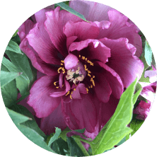 Acupuncture-of-Iowa_Peripheral-Neuropathy_lifestyle-recommendations_circle Acupuncture-of-Iowa_Peripheral-Neuropathy_lifestyle-recommendations_circle