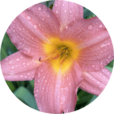 Acupuncture-of-Iowa_Peripheral-Neuropathy_live-in-balance_circle Acupuncture-of-Iowa_Peripheral-Neuropathy_live-in-balance_circle