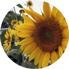 Acupuncture-of-Iowa_Peripheral-Neuropathy_proven-system_circle Acupuncture-of-Iowa_Peripheral-Neuropathy_proven-system_circle