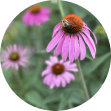 Acupuncture-of-Iowa_Peripheral-Neuropathy_root-cause_circle Acupuncture-of-Iowa_Peripheral-Neuropathy_root-cause_circle