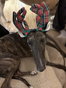 Buddy with Christmas Antlers on his head