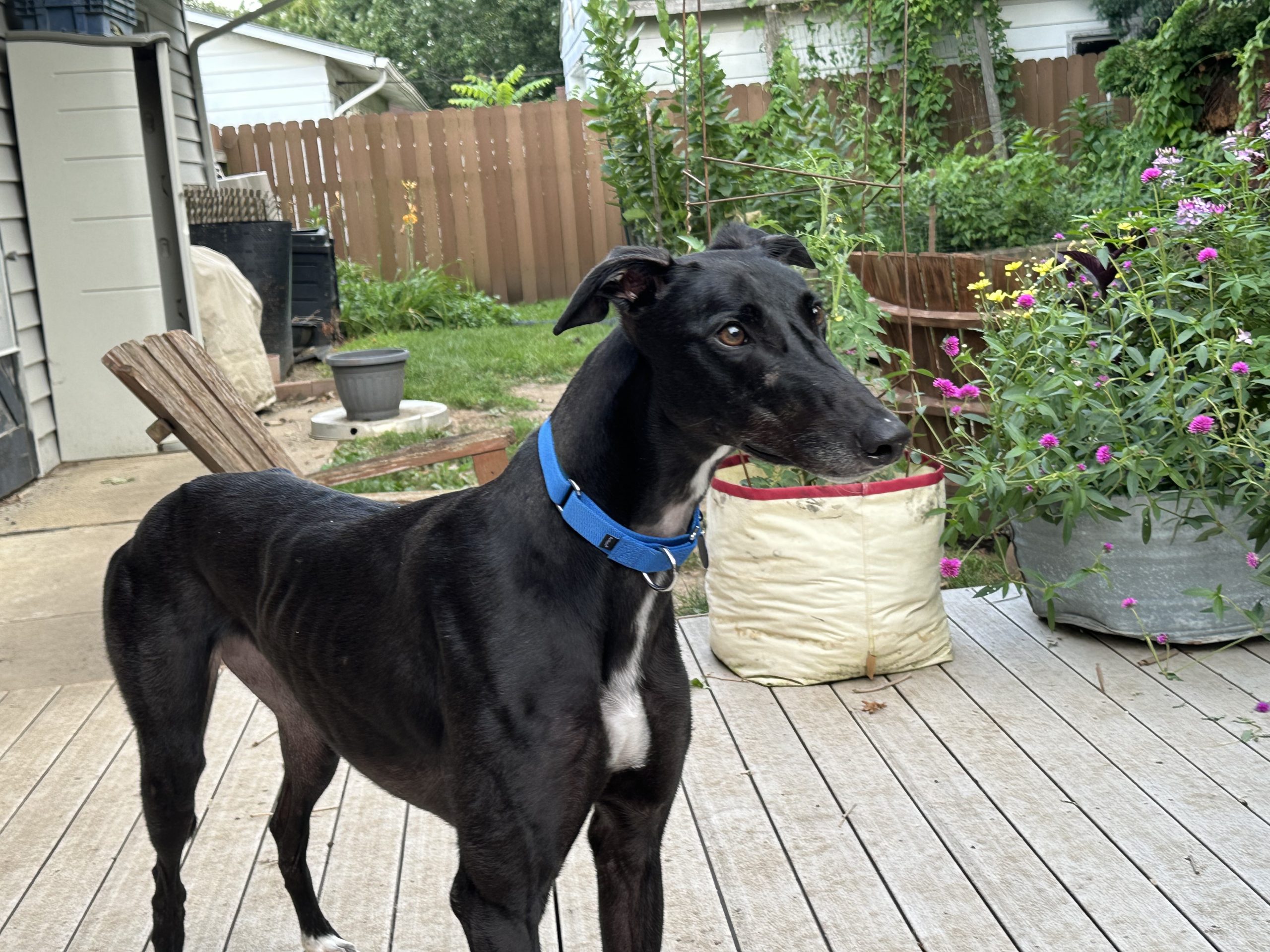 A black greyhound on a deck