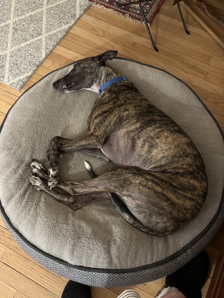 curled up brindle greyhound on a bed